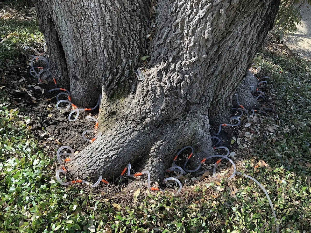 Detailed Tree Cabling and Bracing job site in Mount Meigs