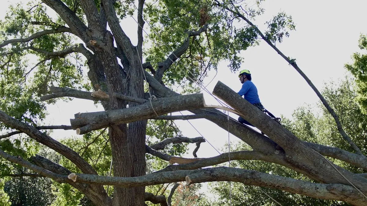 Professional Hazardous Tree Removal performed by certified arborists in Mount Meigs